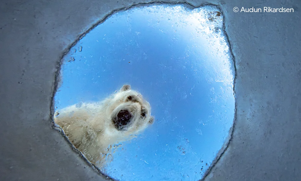 Wildlife Photographer of the Year · Auden Rikardsen