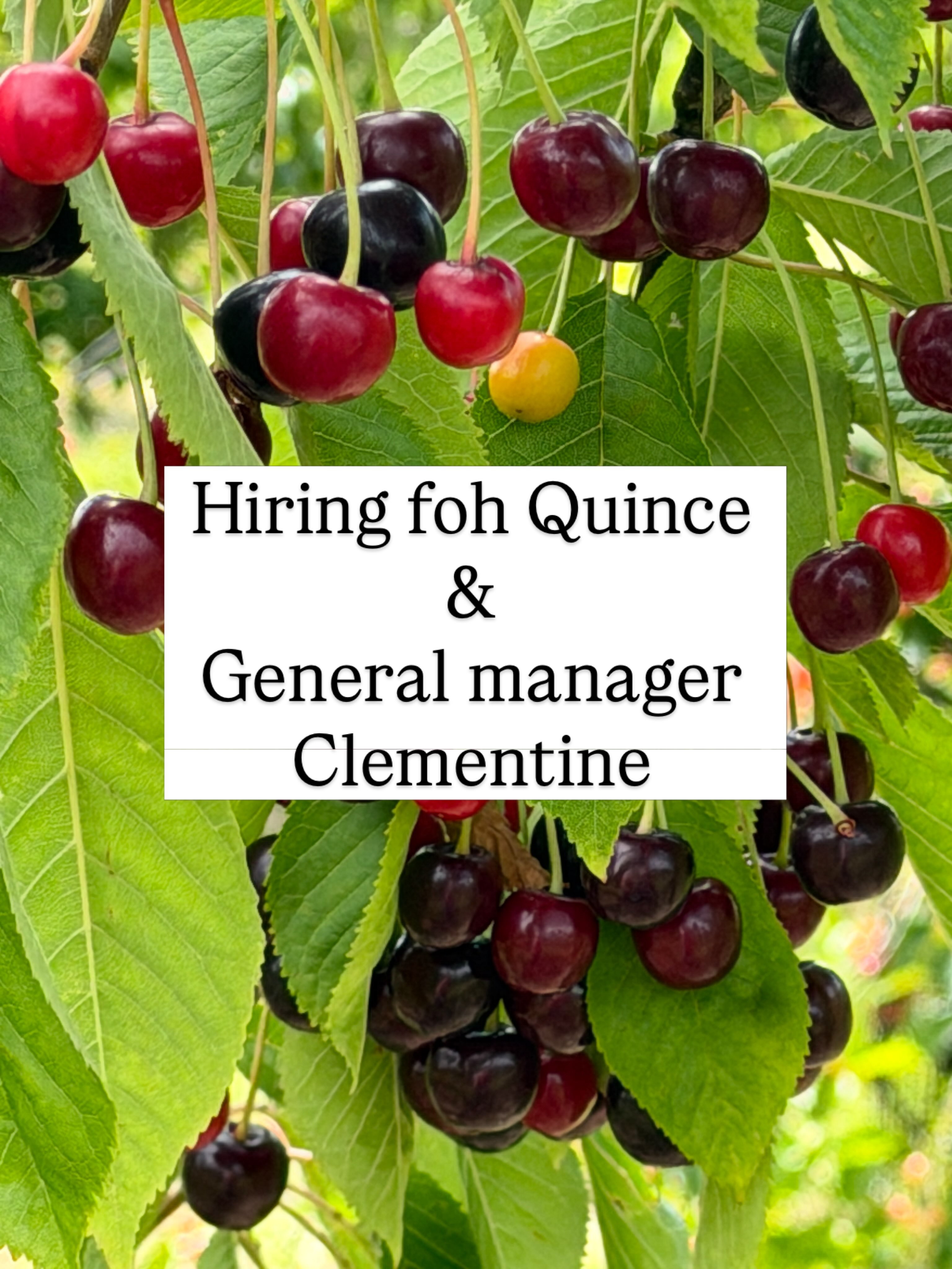 Clementine — clementine.quince